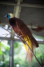 http://upload.wikimedia.org/wikipedia/commons/thumb/b/b2/Paradisaea_apoda_(male)_-KL_Bird_Park-8a.jpg/150px-Paradisaea_apoda_(male)_-KL_Bird_Park-8a.jpg